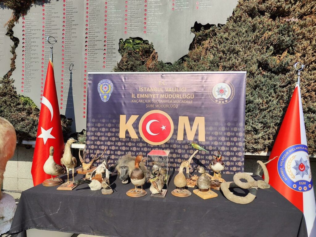 İstanbul'da piyasa değeri 75 milyon lira olan dondurulmuş hayvan ele geçirildi