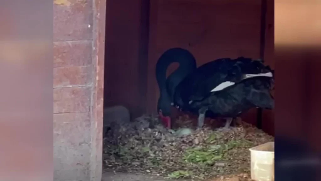 Kuğulu park'ta siyah kuğu yavruları dünyaya geldi