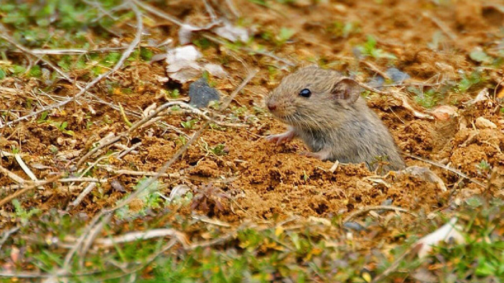 Gürer: tarlaları fareler bastı