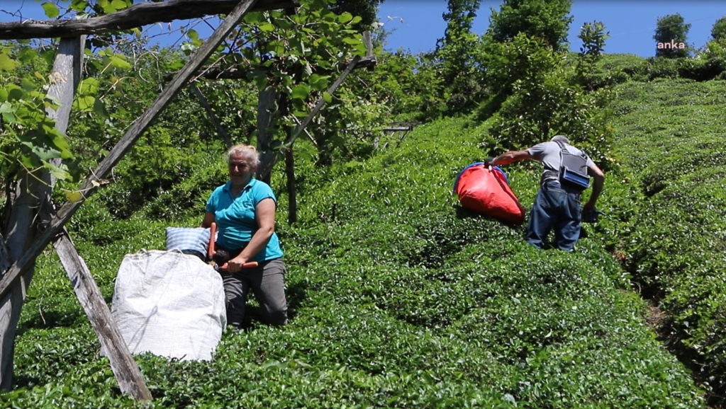 Çaykur'da yaş çay alımlarında 50 kilogram kontenjan sınırı