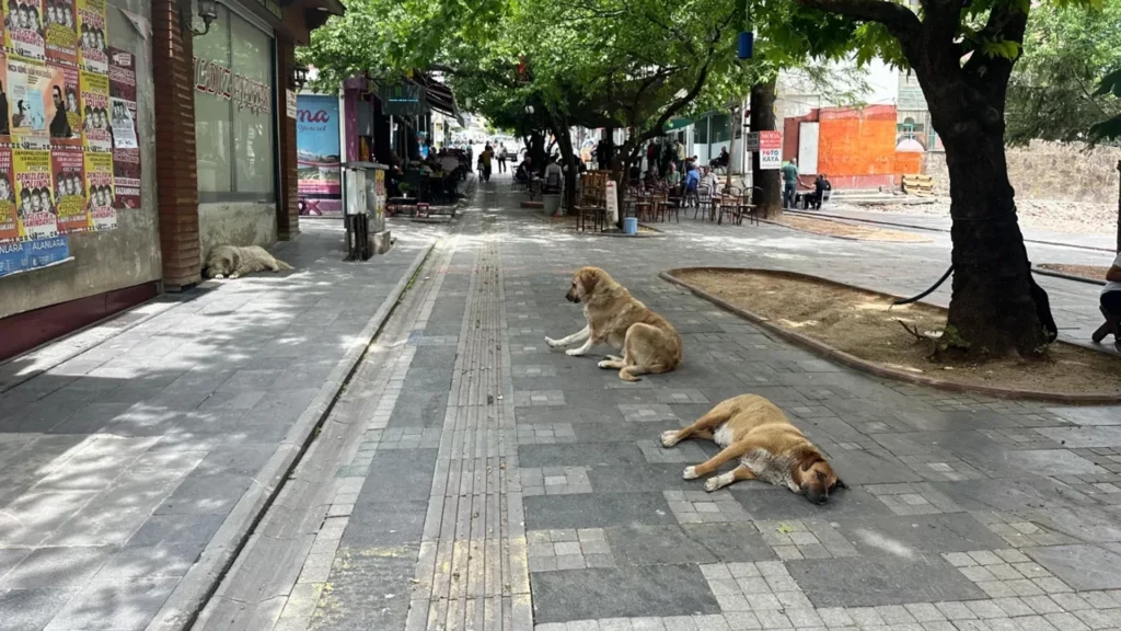 Sokak hayvanları