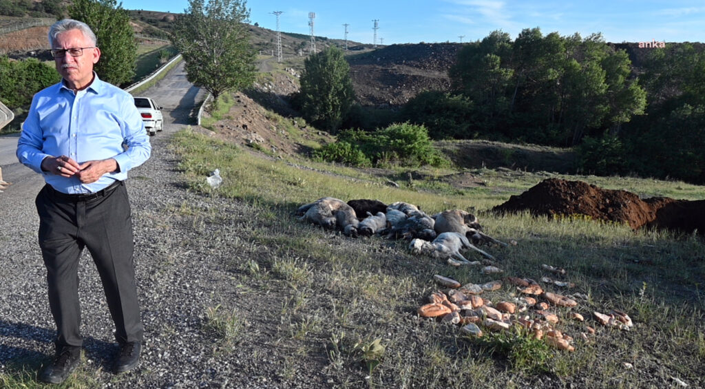 Yozgat’ta 20 sokak köpeği öldürülerek yol kenarına atıldı