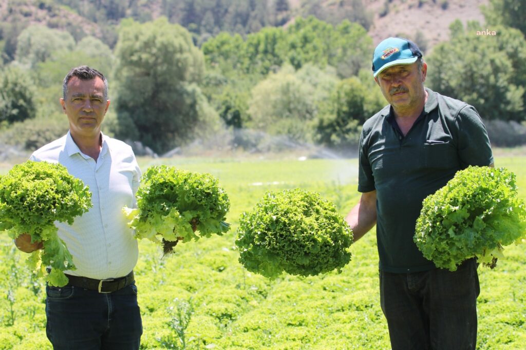 Bolu'da marul çiftçinin elinde kaldı