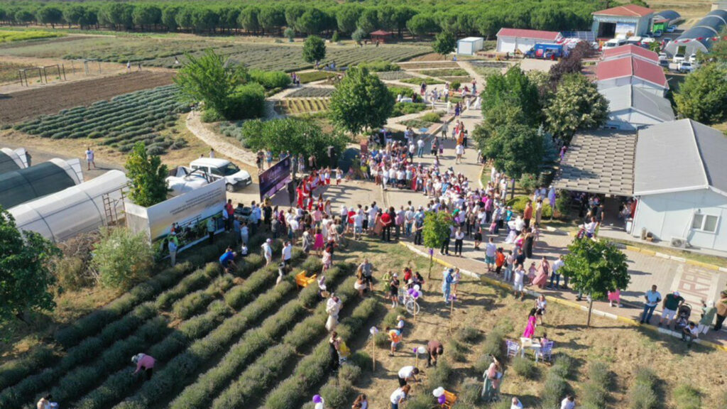 Lavanta hasat şenliği