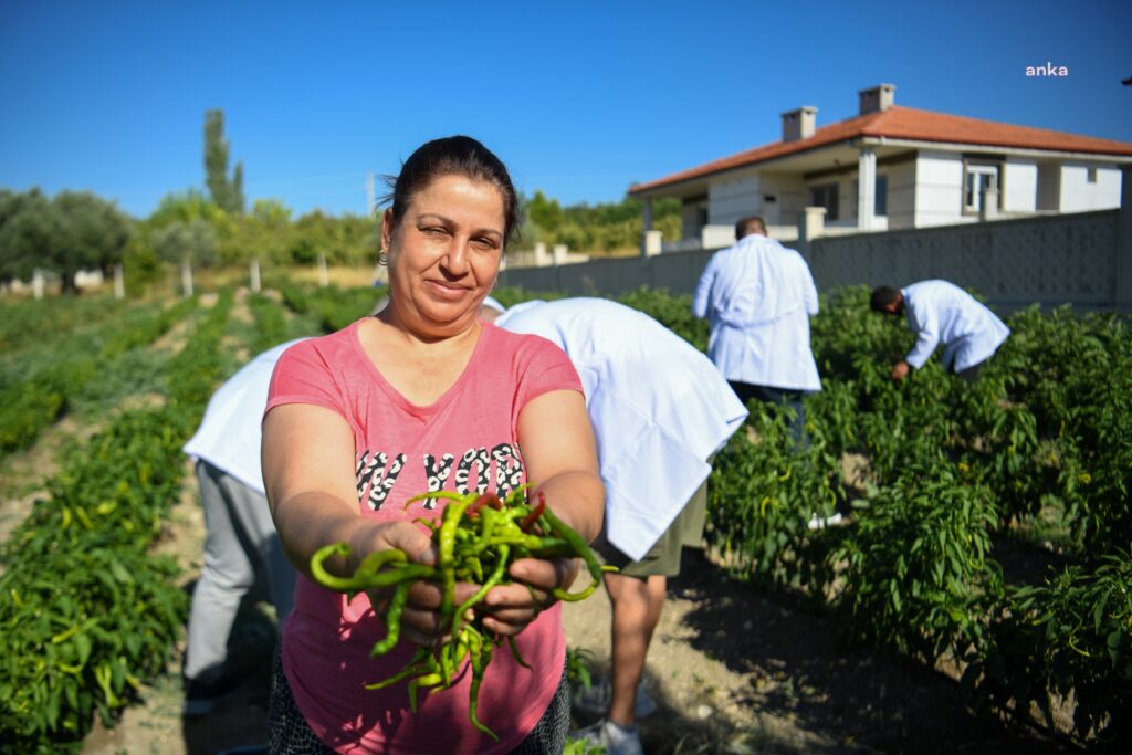 Bornova2 1