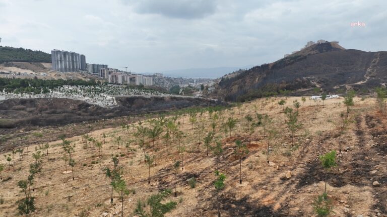 İzmir'de, orman yangınından etkilenen ağaçlandırma sahasında ağaçlar yeniden yeşerdi