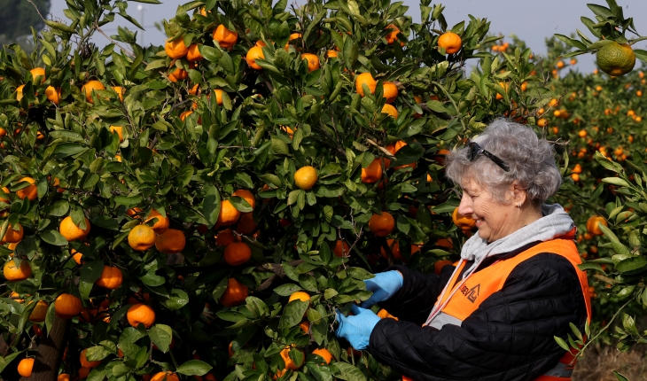 “lösev doğal satsuma mandalinaları” sağlıklı beslenmede sembol haline geldi