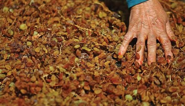 Çiftçinin Banka Borcu 275 Kat Arttı: 1,45 Trilyon Tl’ye Çıktı Images 8 1