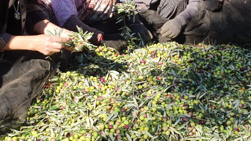 Orhan Sarıbal: Çiftçi Üretiyor, Kazanamıyor Zeytin uretimi aa 1687263